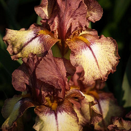 Ирис бородатый Бургунди Браун