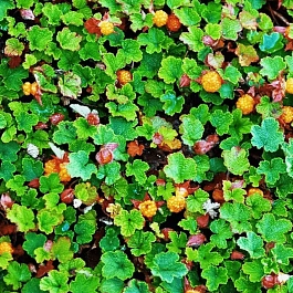 Малина плетистая Betty Ashburner