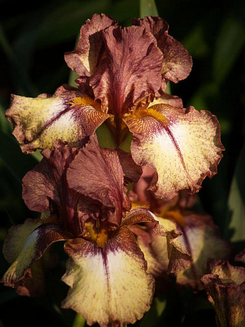 Ирис бородатый Бургунди Браун