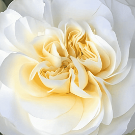 Роза Флорибунда Lady Romantica