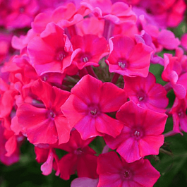 Флокс Нелли