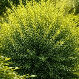 Ива пурпурная Usni