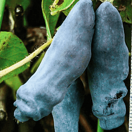 Жимолость плодовая Снегирь