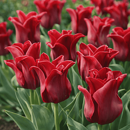 Тюльпан Red Dress