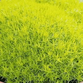 Мшанка шиловидная Lime Moss