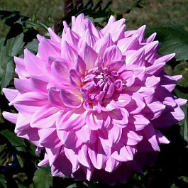 Георгина декоративная Алмандз Джой