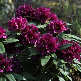 Рододендрон гибридный Оллин О.Доббс