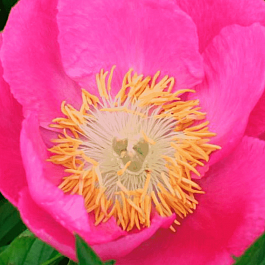 Пион Молочноцветковый Birtday