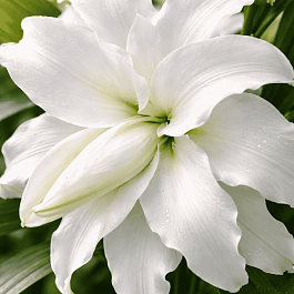 Лилия My Wedding