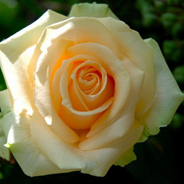 Роза чайно-гибридная Пич Аваланж Роза чайно-гибридная Пич Аваланж