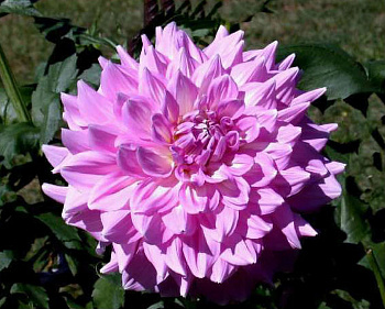 Георгина декоративная Алмандз Джой