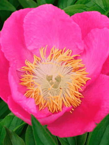 Пион Молочноцветковый Birtday