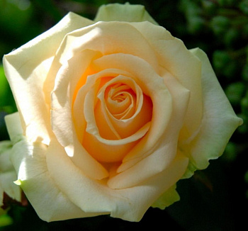 Роза чайно-гибридная Пич Аваланж