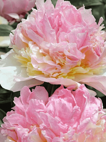 Пион Молочноцветковый Robijn