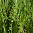 Кипарисовик лавсона Imbricata Pendula Кипарисовик лавсона Imbricata Pendula