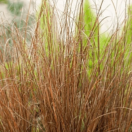 Осока буханана Red Rooster