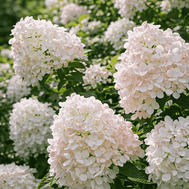 Гортензия метельчатая Harry Souvenir