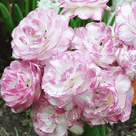 Тюльпан Махровый Double Touch