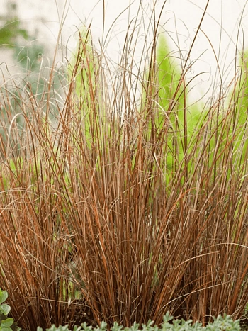 Осока буханана Red Rooster