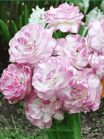 Тюльпан Махровый Double Touch