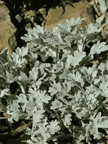 Полынь Стеллера Mori's Strain