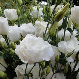 Эустома Супер Мэджик Вайт