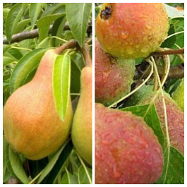 Дерево-сад (3-4х летка) груша 2 сорта Чудесница-Россошанская красивая