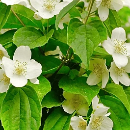 Чубушник венечный Coronaries