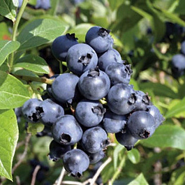 Голубика высокорослая Норт блю