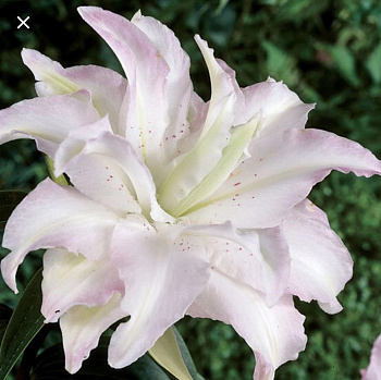 Лилия восточная махровая Канова