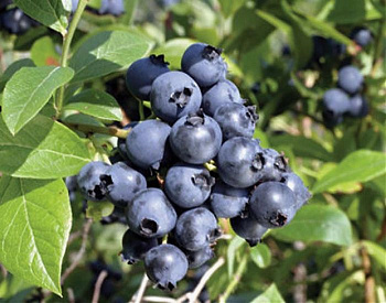 Голубика высокорослая Норт блю