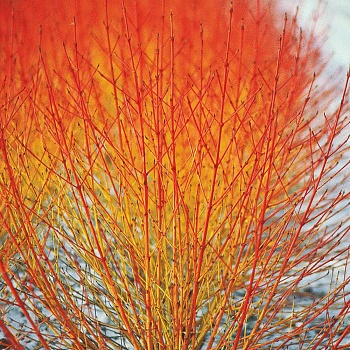 Дерен (кизил) отпрысковый Winter flame