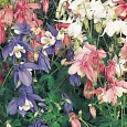 Аквилегия вееровидная Spring Magic Mix