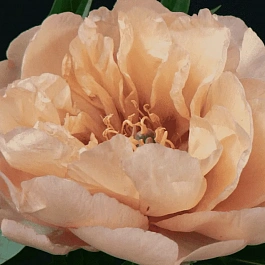 Пион ИТО Clouds of Colour