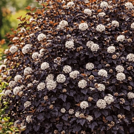 Пузыреплодник калинолистный Andre