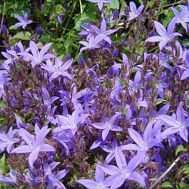 Колокольчик Пожарского Стелла Колокольчик Пожарского Стелла