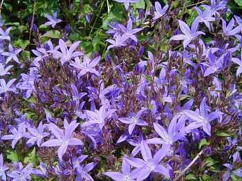 Колокольчик Пожарского Стелла