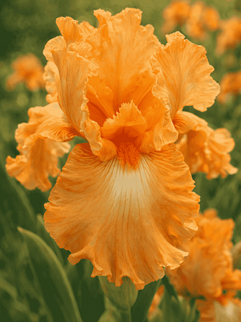 Ирис германский Robusta