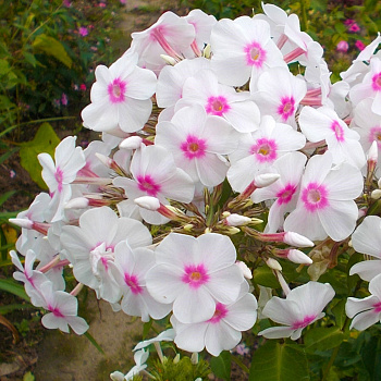 Флокс метельчатый Мисс Холланд Флокс метельчатый Мисс Холланд