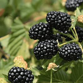 Ежевика Ponca