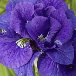 Ирис сибирский Kabluey