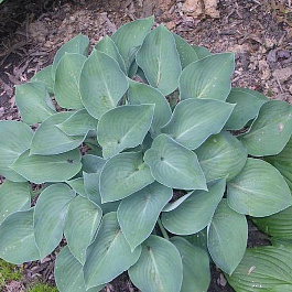 Хоста гибридная Блу Кадет