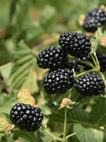 Ежевика Ponca