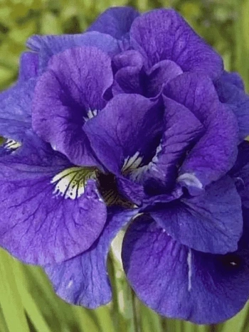 Ирис сибирский Kabluey