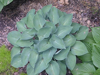 Хоста гибридная Блу Кадет