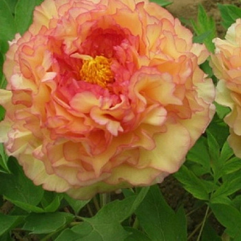 Пион древовидный Кинко