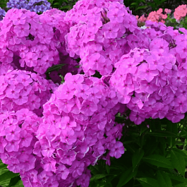 Флокс метельчатый Верный