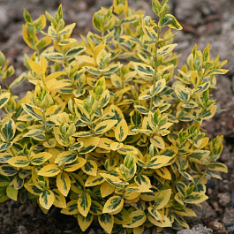 Бересклет Форчуна Эмералд Голд Бересклет Форчуна Эмералд Голд