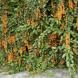 Древогубец круглолистный Diana