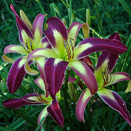 Лилейник гибридный Эплике